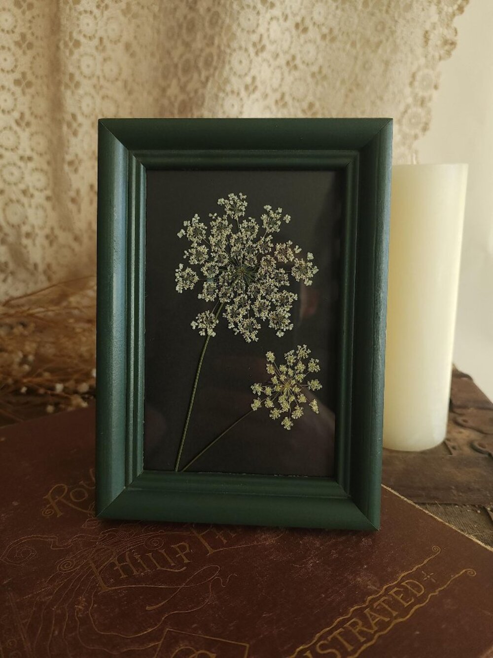 Framed Pressed Dried Flower, Real Queen Annes Lace Wildflower in Vintage Style
